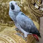 فرخ كاسكو طفره