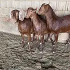 عنقان دهم صنفف صنف