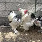 اللبيع دجاج براهما