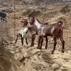 للبيع 3 فحول وشح
