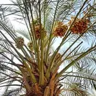 ثمرة نخيل