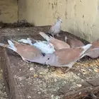حمام قمري