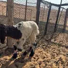 داغور رخل نعيمي