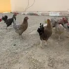 دجاج بلدي