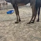 مفرود يحقق