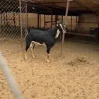 تيس احو صنف رباع