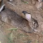 ارانب للبيع