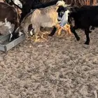 تيوس من 7-6 شهور