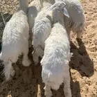 ذبايح حري