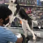كلب هاسكي انثى