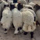 ذبايح نعيمي حري تيوس