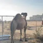 ناقه صفرا لقحه