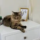 قطه للتبني
