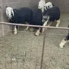 ثمان رحال نجد صنف