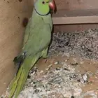 تم البيع ذكر دره هندي منتج سابق