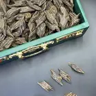 تايقر فتنامي بسعر جملة