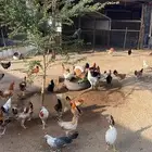دجاج وديوك وحمام وبط