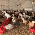 صوص بلدي