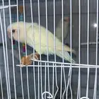 زوج روز منتج