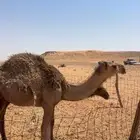 بكار 2