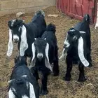 تيوس عوارض طيبات