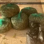 السيباني يضروا