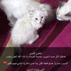 قط للتبني