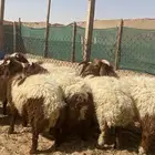 نعيم خرفان ضحياء