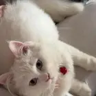 قط لتبني