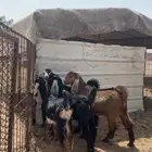 تيسين وجفرتين