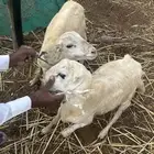 اثنين فران للبيع