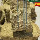 برسيم دفعة جديدة