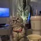 قطه شيرازي للبيع حنونه جدا