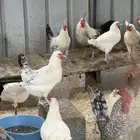 دجاج بياض للبيع