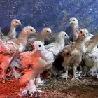 للبيع صوص براهما كولمبي