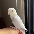 روز اليف