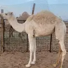 بكرة وضحا مفرودة