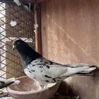 حمام باكستاني