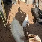 عنز معها جفرتين