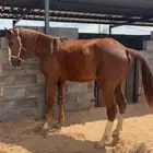 فرس شعبيه ركوب ولقاح