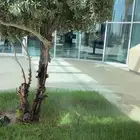 مطلوب كورفت c7 قير عادي