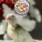 كنيور منت نعناعي فرخ نفذت الكمية