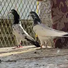 جوز باكستاني