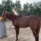 مهر شعبي سبوق وحار وكفو وسليم شرط وتعال وافحص