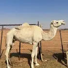 ناقه فاطر للبيع سوم عليه 1500