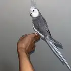 ذكر كروان هولندي اليف