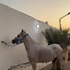 فرس واهو لقاح