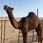 قعود من العيار ثقيل