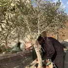 اشجار زيتون كبيره بمراكن اكياس كبيره