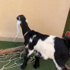 جفره عارضيه 3شهور